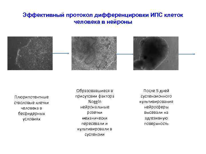 Эффективный протокол дифференцировки ИПС клеток человека в нейроны Плюрипотентные стволовые клетки человека в бесфидерных