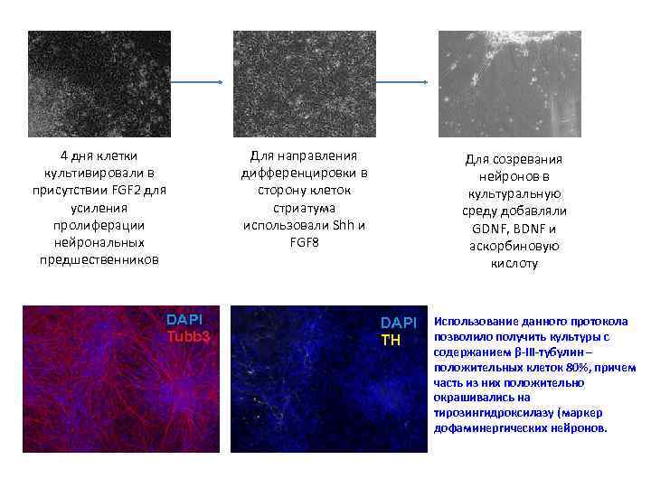 4 дня клетки культивировали в присутствии FGF 2 для усиления пролиферации нейрональных предшественников Для