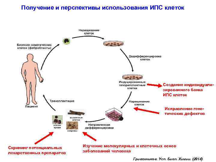 Получение и перспективы использования ИПС клеток Создание индивидуализированного банка ИПС клеток Исправление генетических дефектов