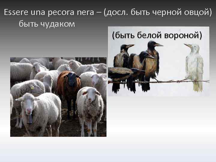 Essere una pecora nera – (досл. быть черной овцой) быть чудаком (быть белой вороной)