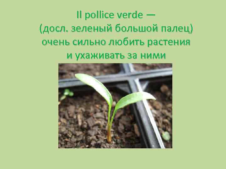 Il pollice verde — (досл. зеленый большой палец) очень сильно любить растения и ухаживать
