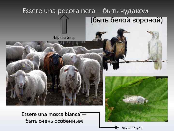 Essere una pecora nera – быть чудаком (быть белой вороной) Черная овца Essere una