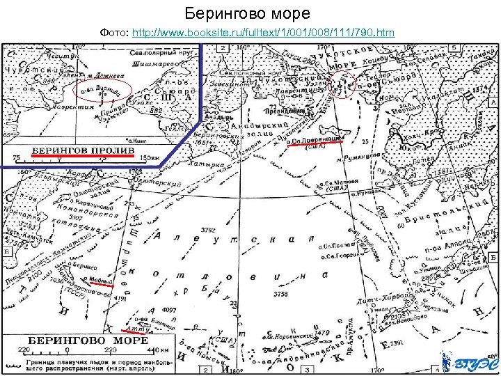 Берингово море Фото: http: //www. booksite. ru/fulltext/1/008/111/790. htm 