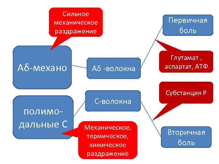 Сильное механическое раздражение Аδ-механо полимодальные С Аδ -волокна С-волокна Механическое, термическое, химическое раздражение Первичная