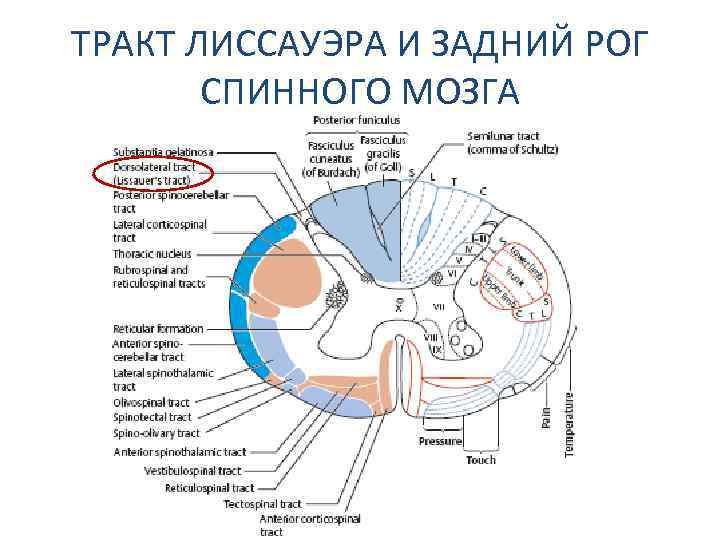 Ядра задних Рогов спинного мозга. Тракт Лиссауэра. Задние рога. Задний рог серого вещества спинного мозга