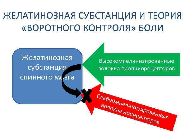 ЖЕЛАТИНОЗНАЯ СУБСТАНЦИЯ И ТЕОРИЯ «ВОРОТНОГО КОНТРОЛЯ» БОЛИ Желатинозная субстанция спинного мозга Высокомиелинизированные волокна проприорецепторов