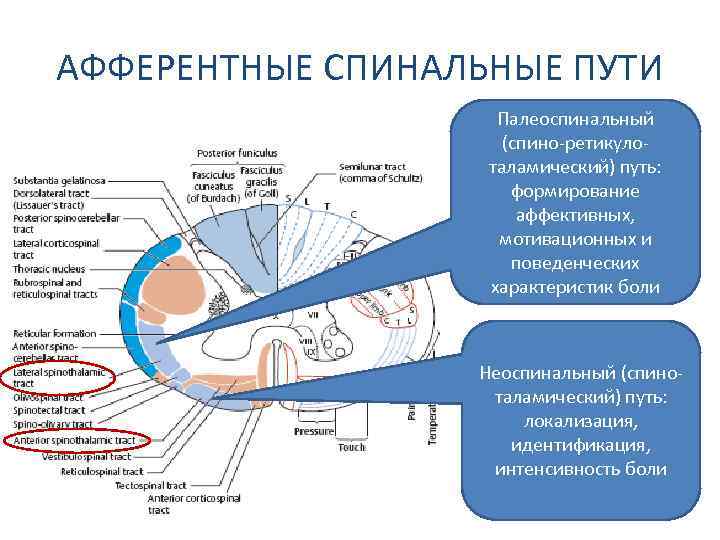 Афферентные и эфферентные пути. Афферентные пути. Афферентный путь и эфферентный путь. Афферентные и эфферентные проводящие пути мозжечка.