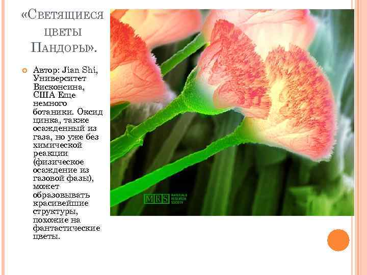  «СВЕТЯЩИЕСЯ ЦВЕТЫ ПАНДОРЫ» . Автор: Jian Shi, Университет Висконсина, США Еще немного ботаники.