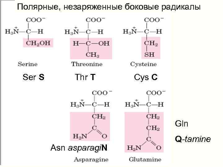 Незаряженные аминокислоты. Аминокислоты с неполярными радикалами. Гидрофильные незаряженные аминокислоты. Неполярные гидрофильные аминокислоты. Аминокислоты с неполярным гидрофобным радикалом.