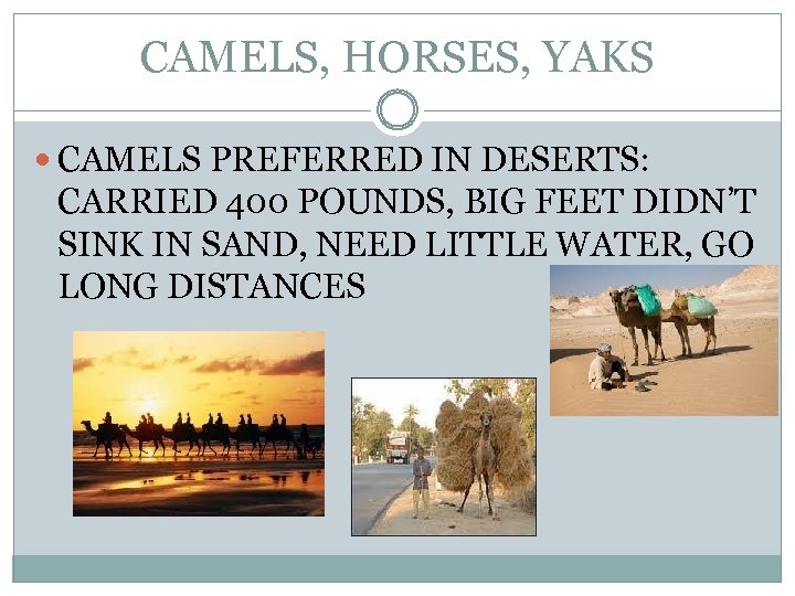 CAMELS, HORSES, YAKS CAMELS PREFERRED IN DESERTS: CARRIED 400 POUNDS, BIG FEET DIDN’T SINK