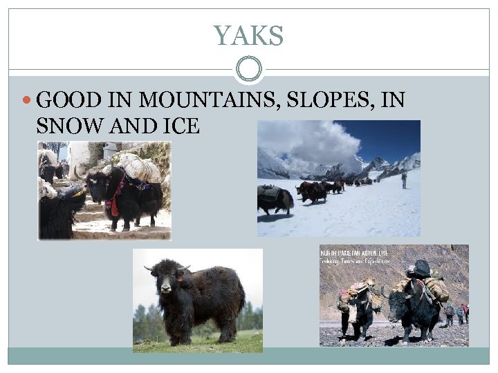 YAKS GOOD IN MOUNTAINS, SLOPES, IN SNOW AND ICE 