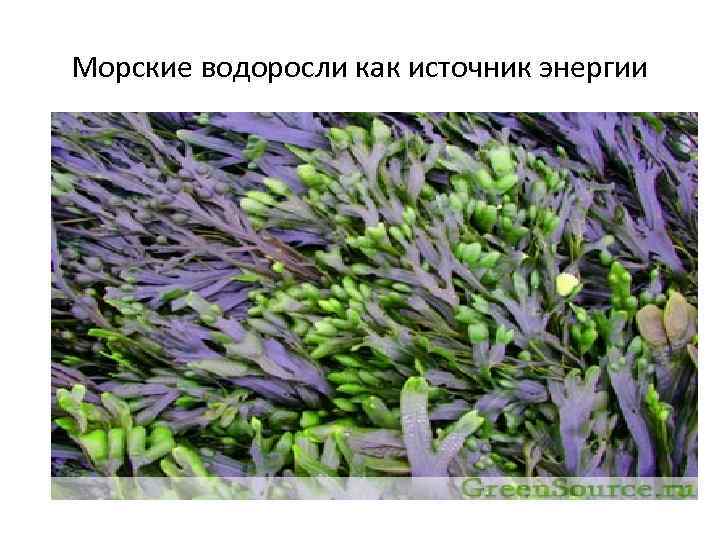Морские водоросли как источник энергии 