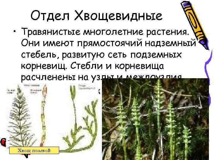 Отдел Хвощевидные • Травянистые многолетние растения. Они имеют прямостоячий надземный стебель, развитую сеть подземных