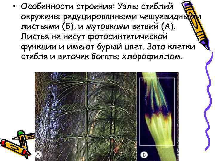  • Особенности строения: Узлы стеблей окружены редуцированными чешуевидными листьями (Б), и мутовками ветвей