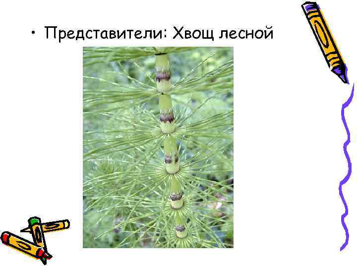  • Представители: Хвощ лесной 