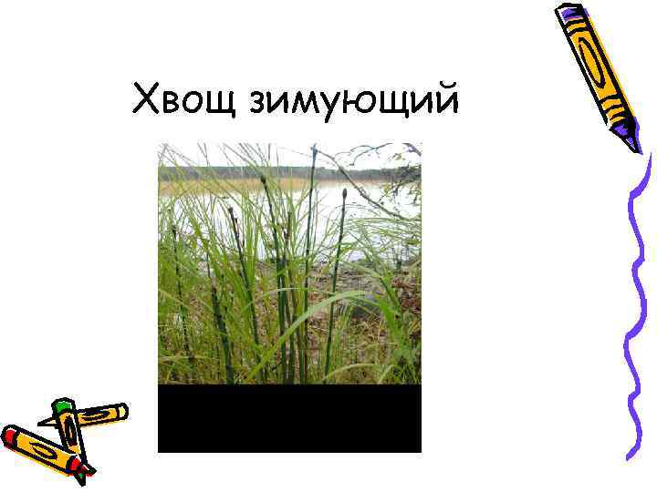 Хвощ зимующий 