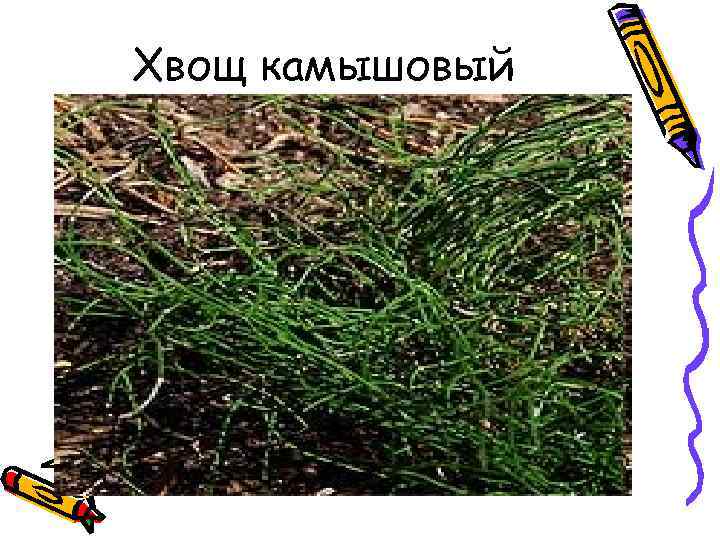 Хвощ камышовый 