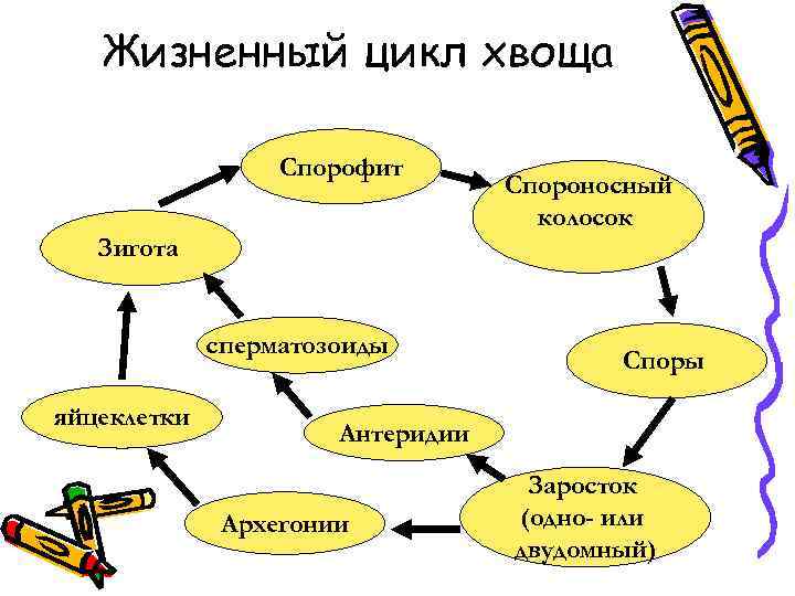 Жизненный цикл хвоща Спорофит Спороносный колосок Зигота сперматозоиды яйцеклетки Споры Антеридии Архегонии Заросток (одно-