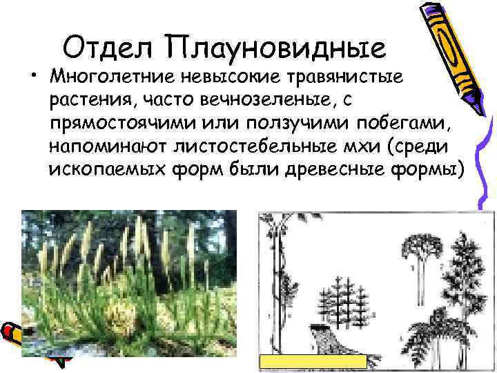 Отдел Плауновидные • Многолетние невысокие травянистые растения, часто вечнозеленые, с прямостоячими или ползучими побегами,