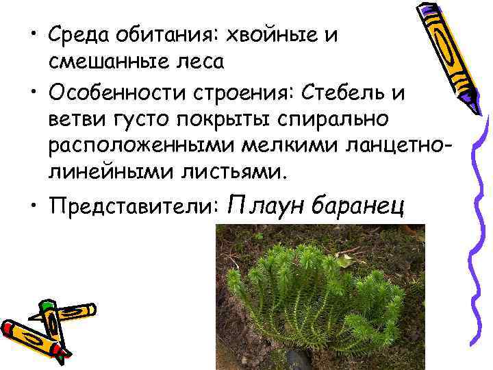  • Среда обитания: хвойные и смешанные леса • Особенности строения: Стебель и ветви