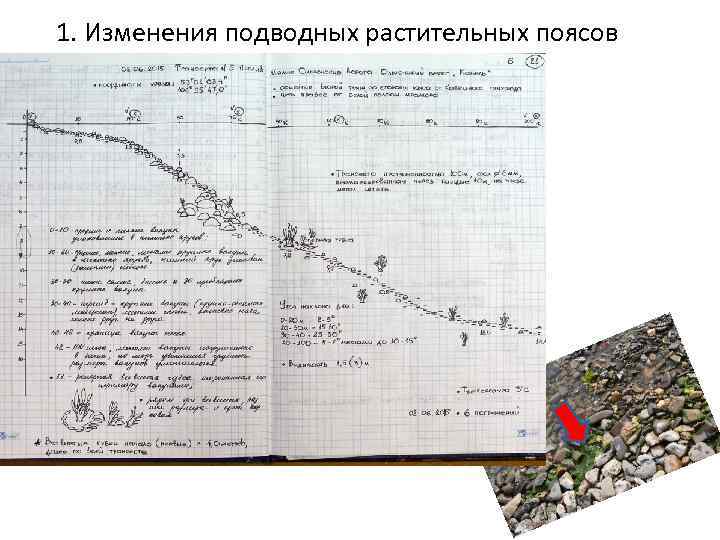  1. Изменения подводных растительных поясов 