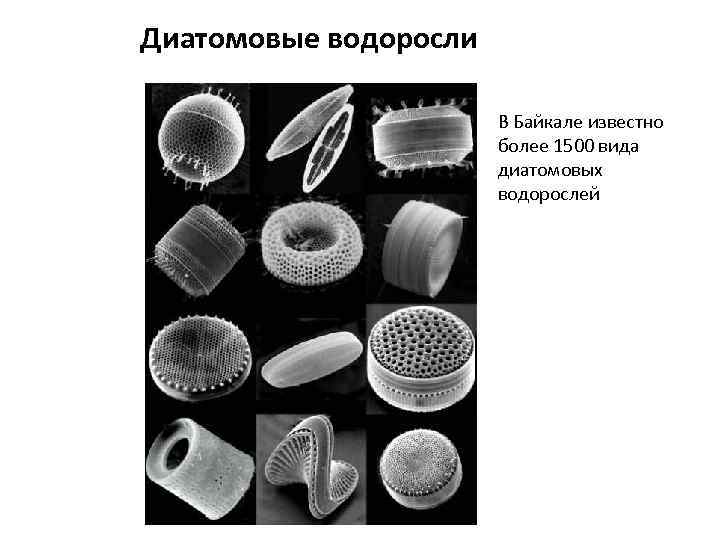 Диатомовые водоросли В Байкале известно более 1500 вида диатомовых водорослей 