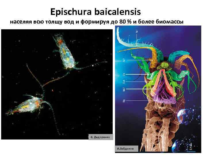 Epischura baicalensis населяя всю толщу вод и формируя до 80 % и более биомассы