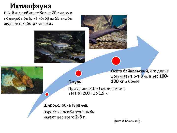 Ихтиофауна В Байкале обитает более 60 видов и подвидов рыб, из которых 55 видов