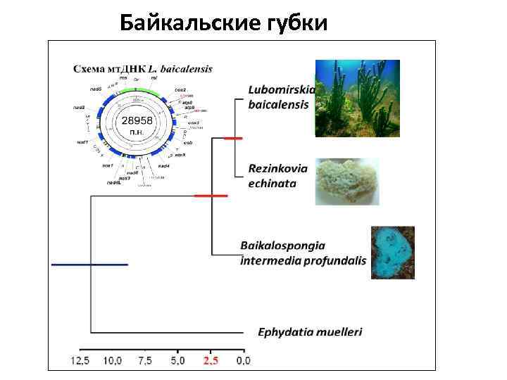 Байкальские губки 