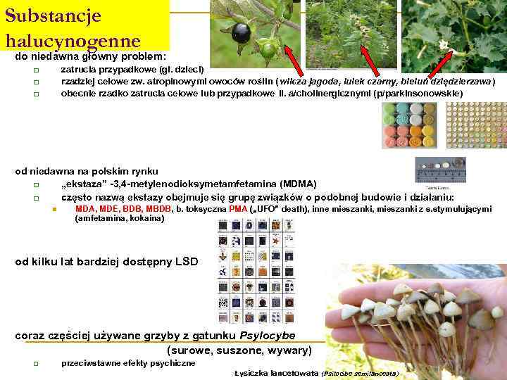 Substancje halucynogenne do niedawna główny problem: zatrucia przypadkowe (gł. dzieci) rzadziej celowe zw. atropinowymi