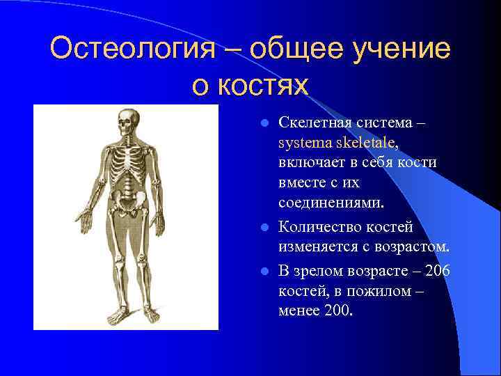 Остеология – общее учение о костях Скелетная система – systema skeletale, включает в себя