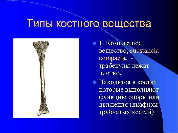 Типы костного вещества 1. Компактное вещество, substancia compacta, трабекулы лежат плотно. l Находится в