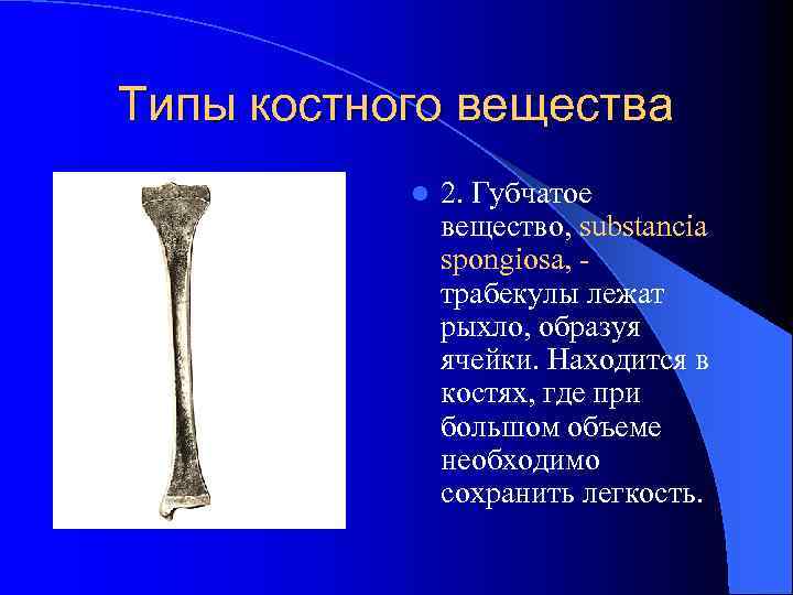 Типы костного вещества l 2. Губчатое вещество, substancia spongiosa, трабекулы лежат рыхло, образуя ячейки.