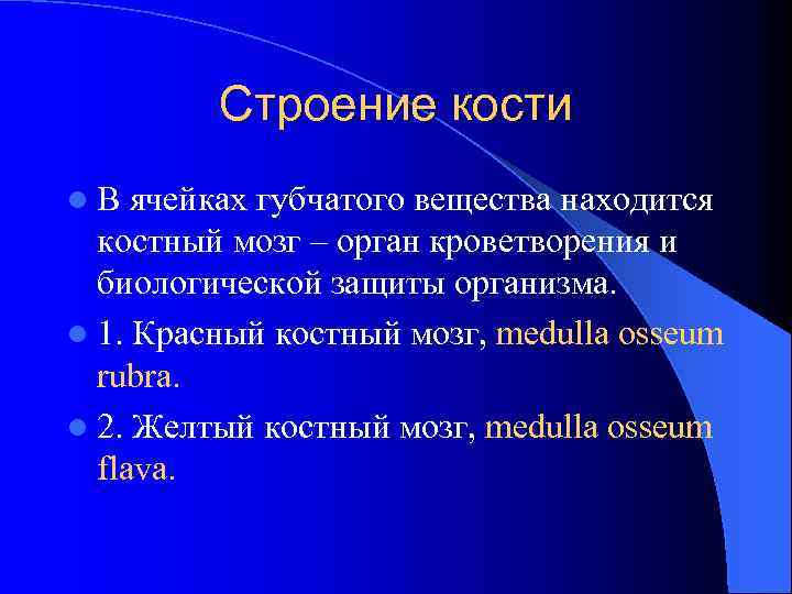 Строение кости l. В ячейках губчатого вещества находится костный мозг – орган кроветворения и