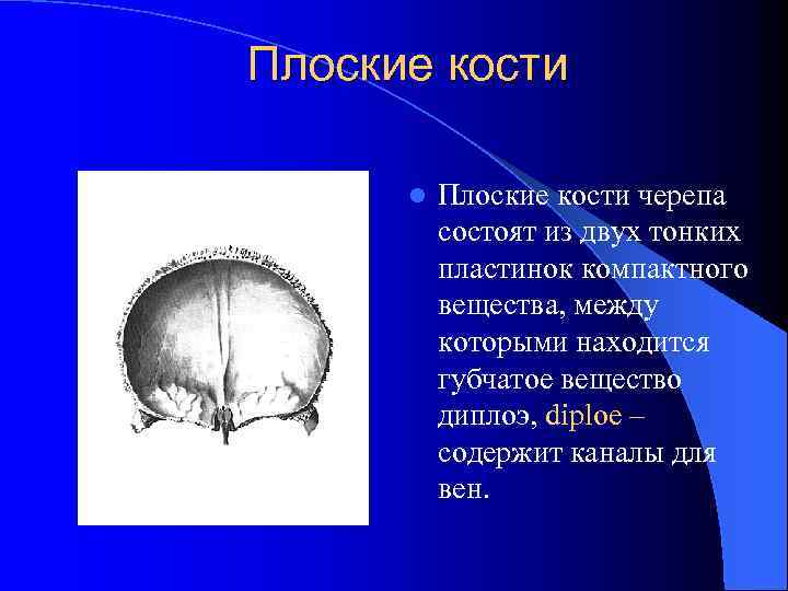 Плоские кости l Плоские кости черепа состоят из двух тонких пластинок компактного вещества, между