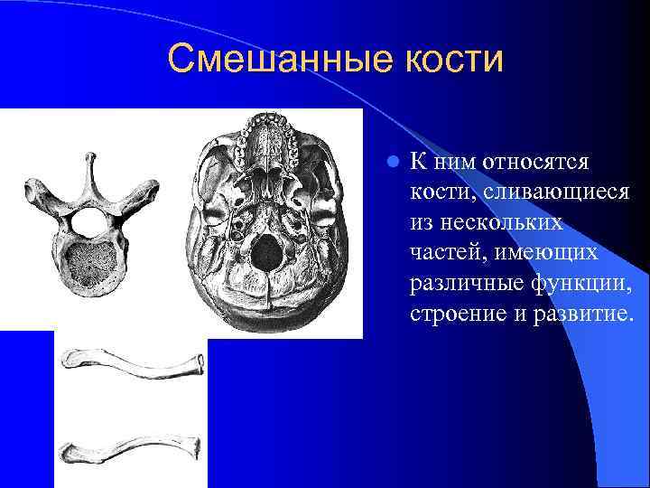 Смешанные кости l К ним относятся кости, сливающиеся из нескольких частей, имеющих различные функции,