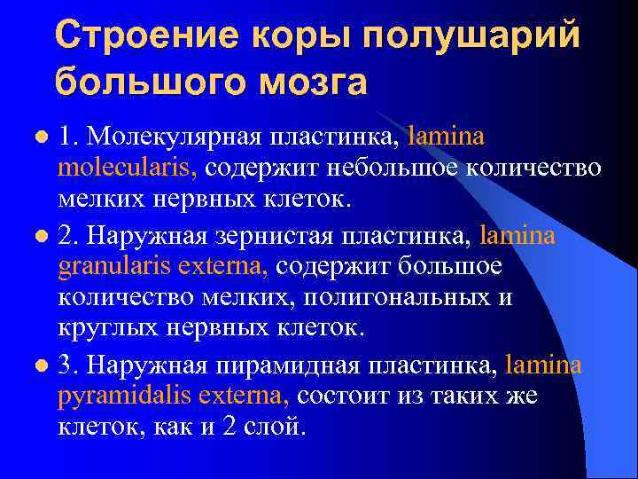 Строение коры полушарий большого мозга 1. Молекулярная пластинка, lamina molecularis, содержит небольшое количество мелких