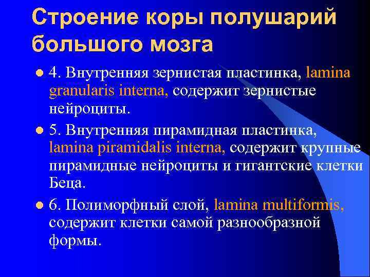Строение коры полушарий большого мозга 4. Внутренняя зернистая пластинка, lamina granularis interna, содержит зернистые