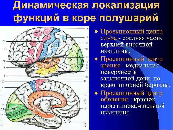 Функции коры больших полушарий. Локализация функций в коре конечного мозга. Центр слуха верхней височной извилины. Динамическая локализация функций в коре больших. Динамическая локализация функций в коре конечного мозга.