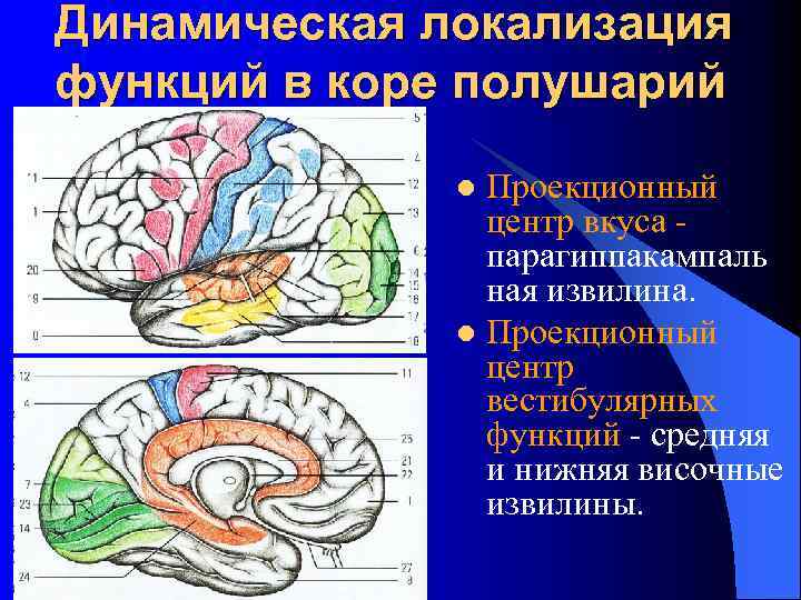 Локализация функций в коре большого мозга