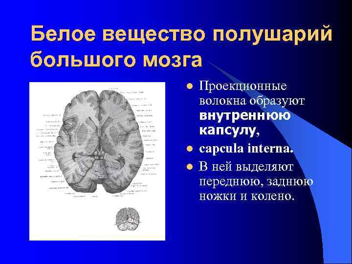 Белое вещество полушарий большого мозга l l l Проекционные волокна образуют внутреннюю капсулу, capcula