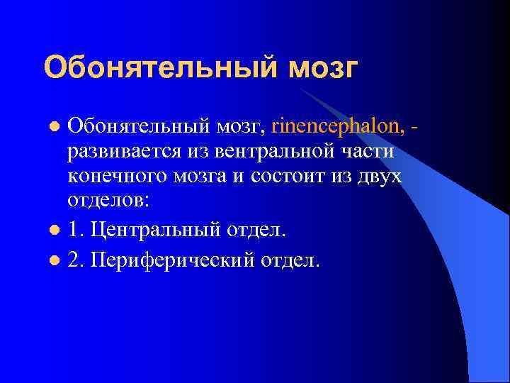 Обонятельный мозг, rinencephalon, развивается из вентральной части конечного мозга и состоит из двух отделов:
