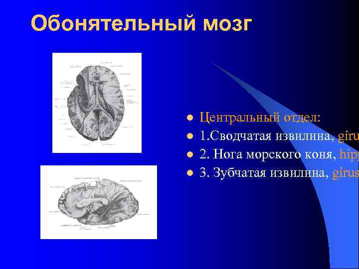 Обонятельный мозг l l Центральный отдел: 1. Сводчатая извилина, giru 2. Нога морского коня,