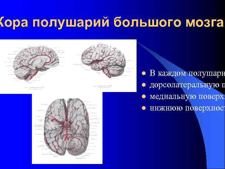 Кора полушарий большого мозга l l В каждом полушари дорсолатеральную п медиальную поверхн нижнюю