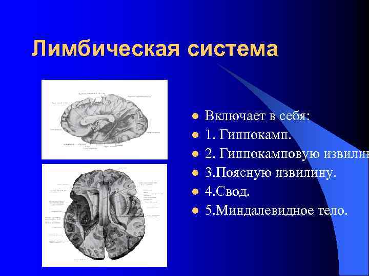 Лимбическая система l l l Включает в себя: 1. Гиппокамп. 2. Гиппокамповую извилин 3.