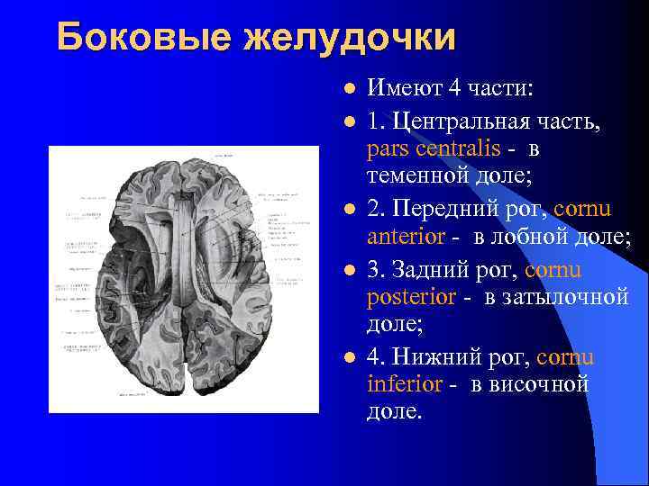 Боковые желудочки l l l Имеют 4 части: 1. Центральная часть, pars centralis -