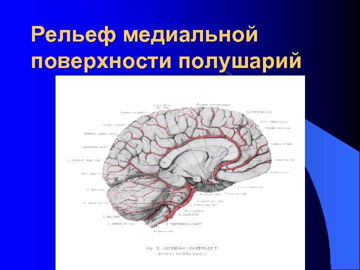 Рельеф медиальной поверхности полушарий 