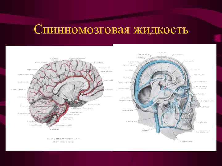 Спинномозговая жидкость 