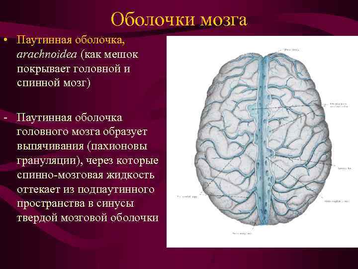 Оболочки мозга • Паутинная оболочка, arachnoidea (как мешок покрывает головной и спинной мозг) -