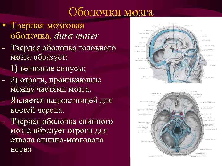Оболочки мозга • Твердая мозговая оболочка, dura mater - Твердая оболочка головного мозга образует: